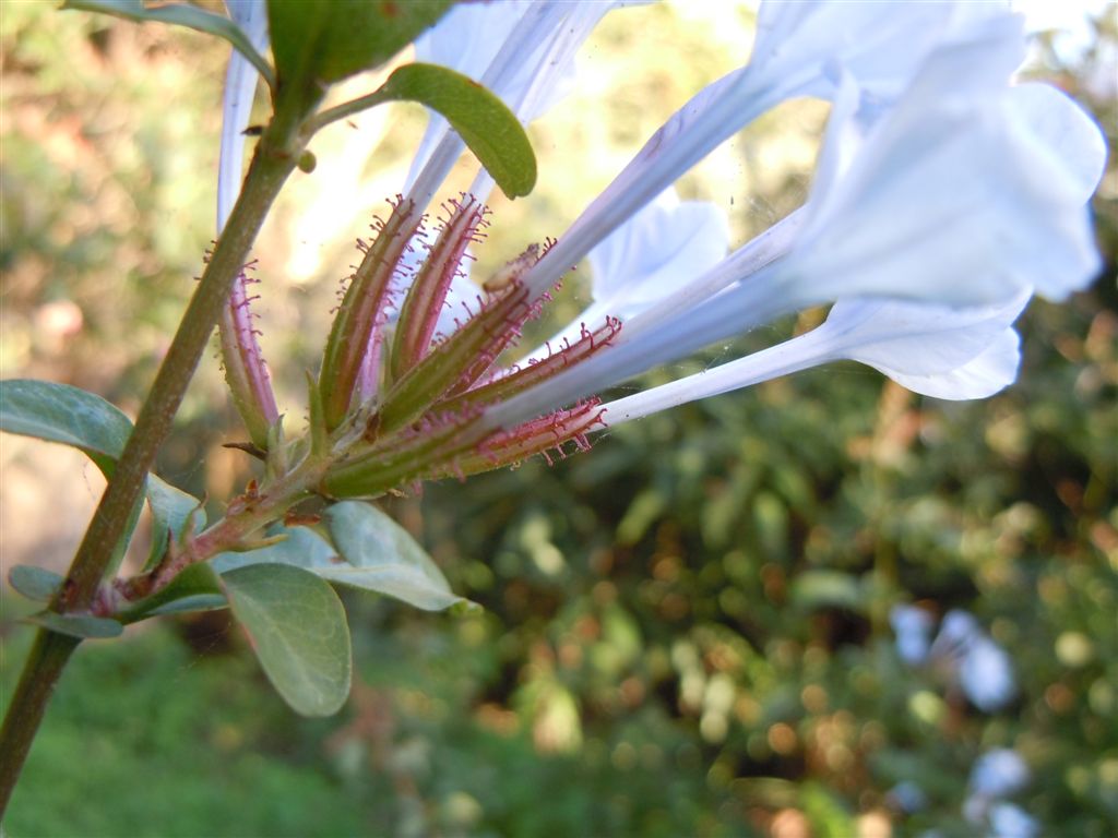 Pianta da Posillipo - Plumbago auriculata